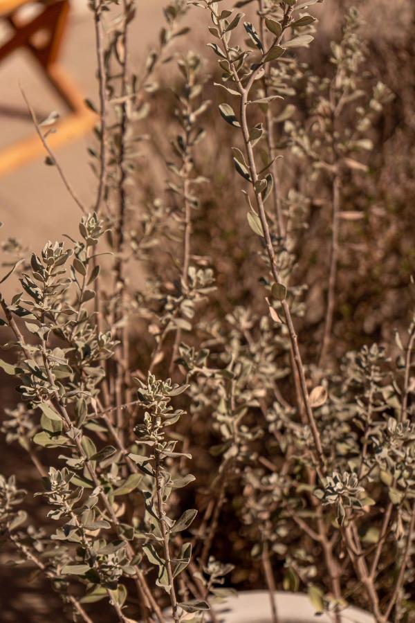 Encuentro Guadalupe Hotel ภายนอก รูปภาพ